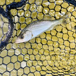 セイゴ（マルスズキ）