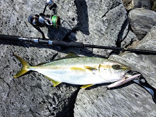 ヒラマサの釣果