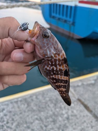 キジハタの釣果