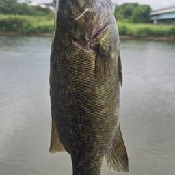 スモールマウスバス