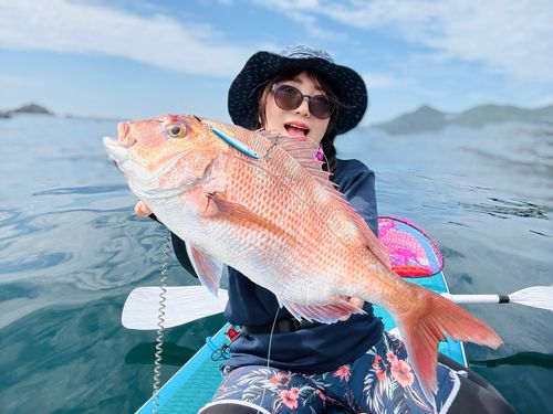 マダイの釣果