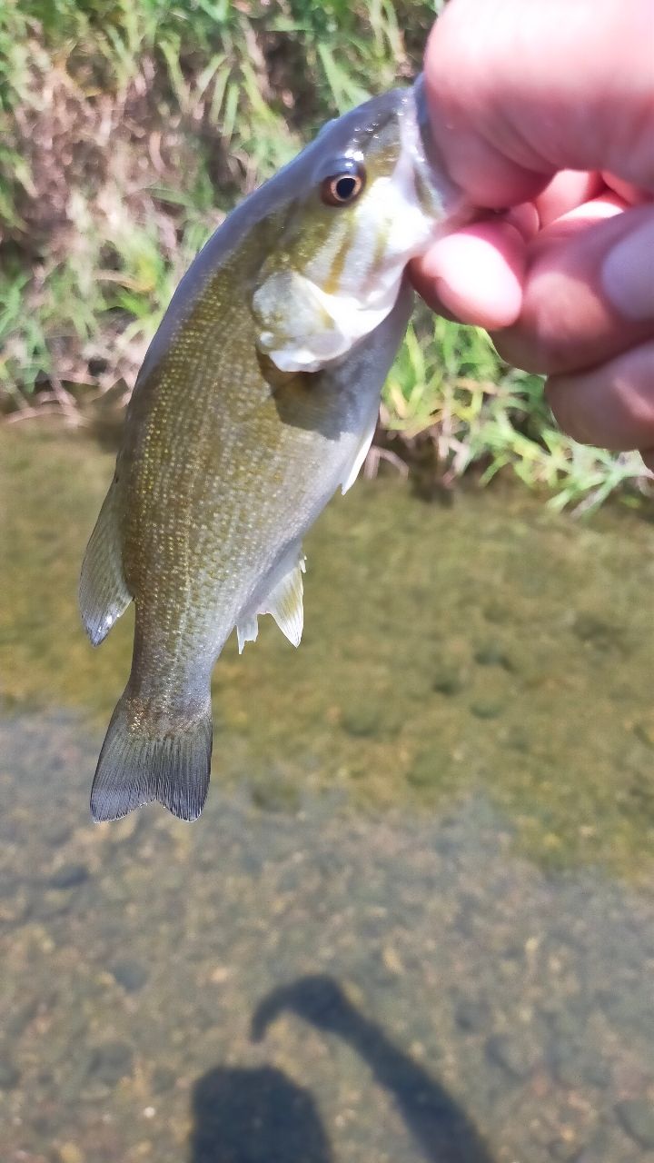 スモールマウスバス
