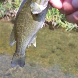 スモールマウスバス