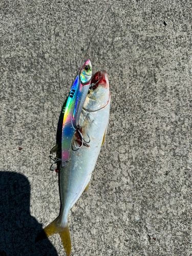 ワカシの釣果