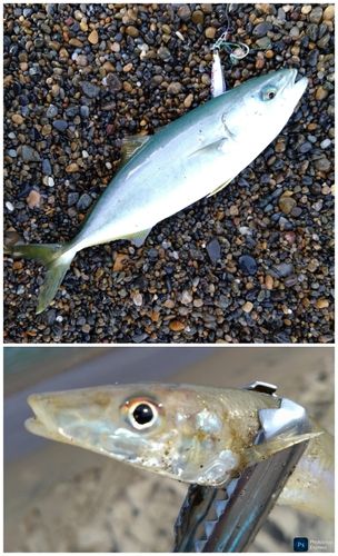 ワカシの釣果