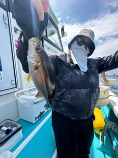 イサキの釣果