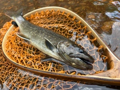 イワナの釣果
