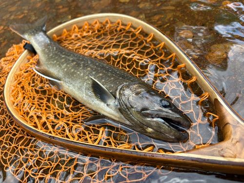 イワナの釣果