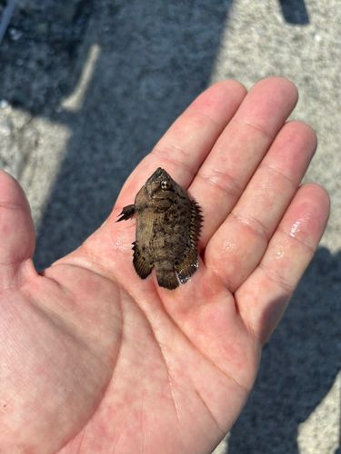 マツダイの釣果