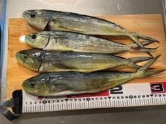 シイラの釣果