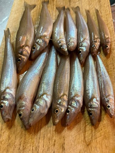 シロギスの釣果