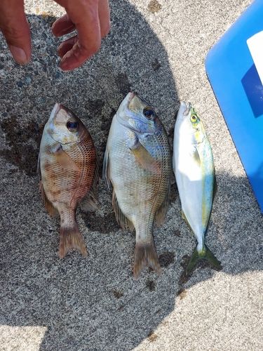 メイチダイの釣果