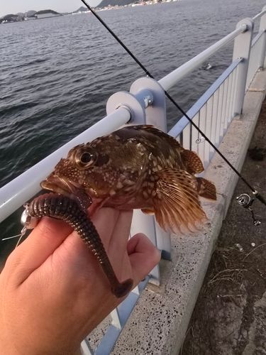 アラカブの釣果