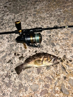 ソイの釣果