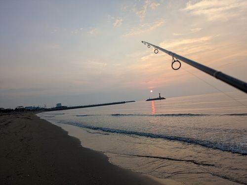 キスの釣果