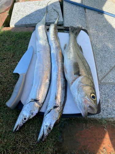 タチウオの釣果