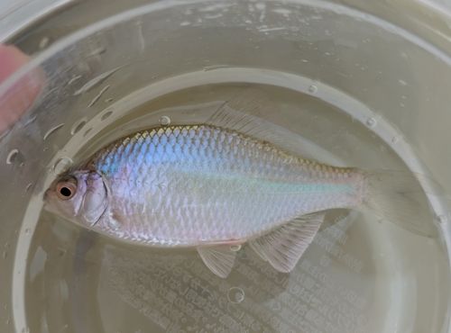 カネヒラの釣果