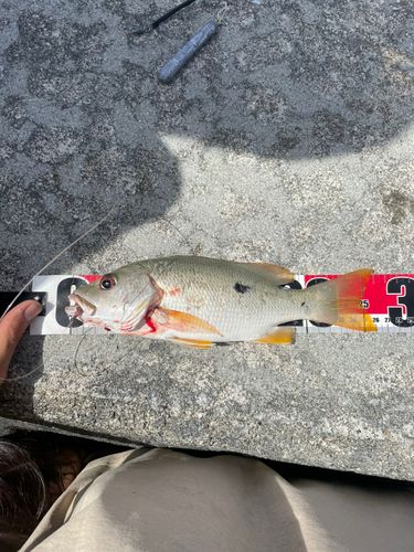 イッテンフエダイの釣果