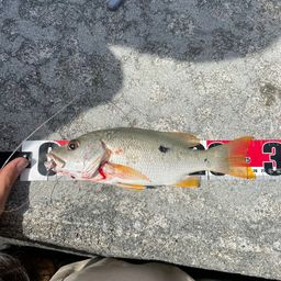 イッテンフエダイ