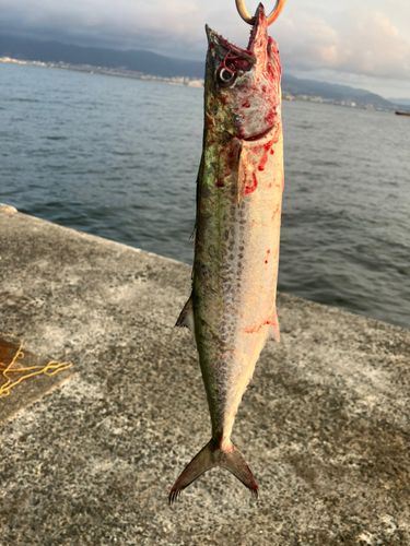 サゴシの釣果