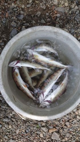 ヤマメの釣果