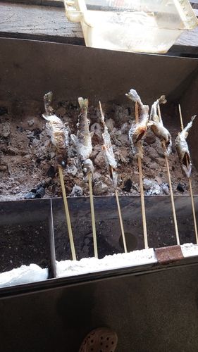 ヤマメの釣果