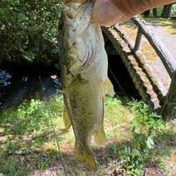 ラージマウスバス