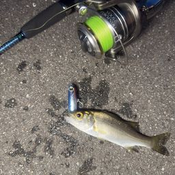 セイゴ（ヒラスズキ）