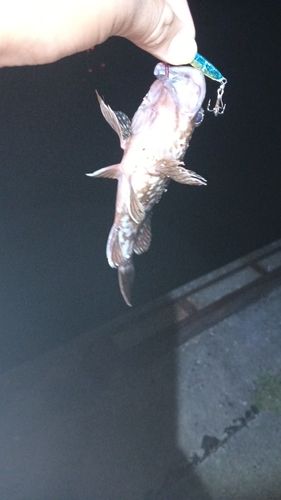 ガシラの釣果