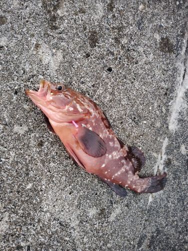 キジハタの釣果