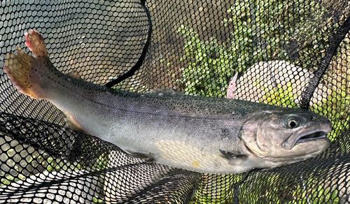 サクラマスの釣果