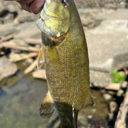 スモールマウスバス