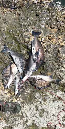 チヌの釣果