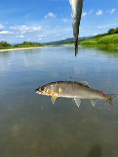 アユの釣果