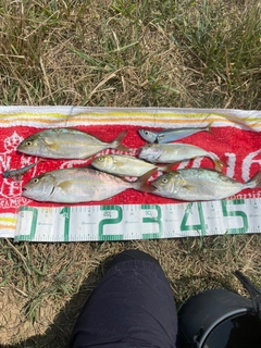 ショゴの釣果