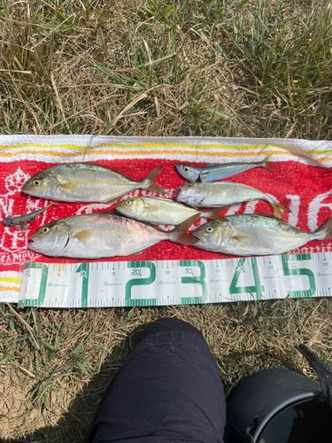 ショゴの釣果
