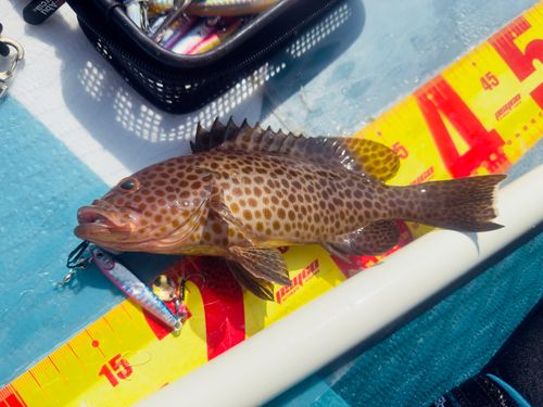 オオモンハタの釣果