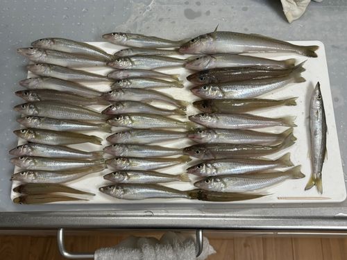 シロギスの釣果