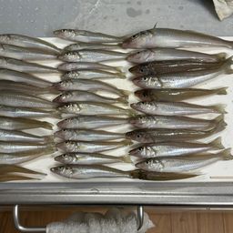 シロギス