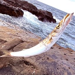 アジ