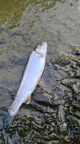 シューパロ湖