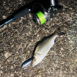 セイゴ（ヒラスズキ）