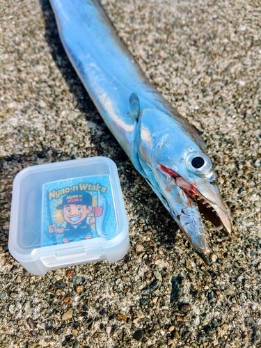 タチウオの釣果