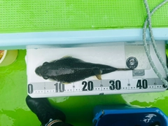ショウサイフグの釣果