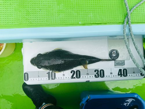 ショウサイフグ