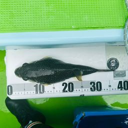 ショウサイフグ