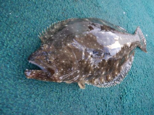 ヒラメの釣果
