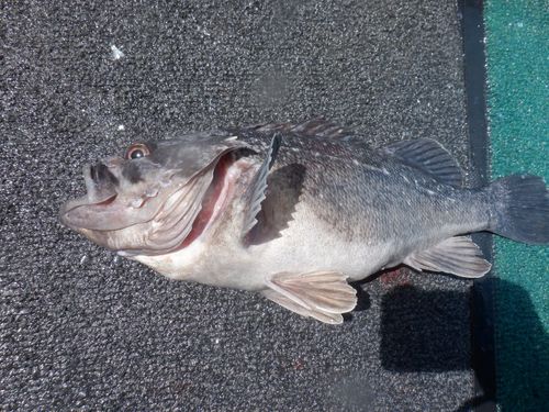 クロソイの釣果