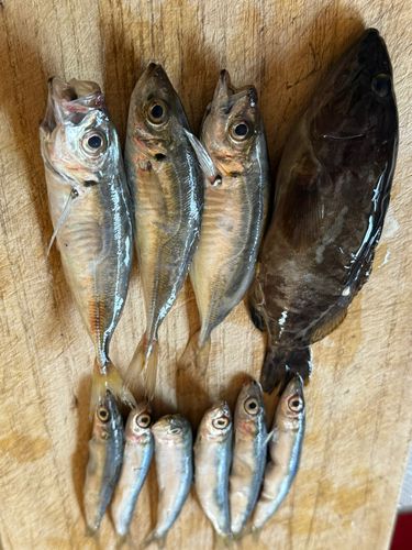 アジの釣果
