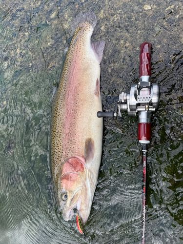 レインボートラウトの釣果